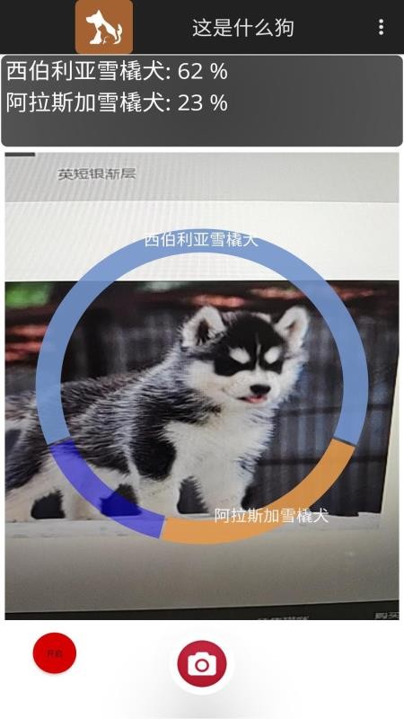 这是什么狗