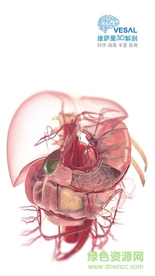 维萨里3D解剖